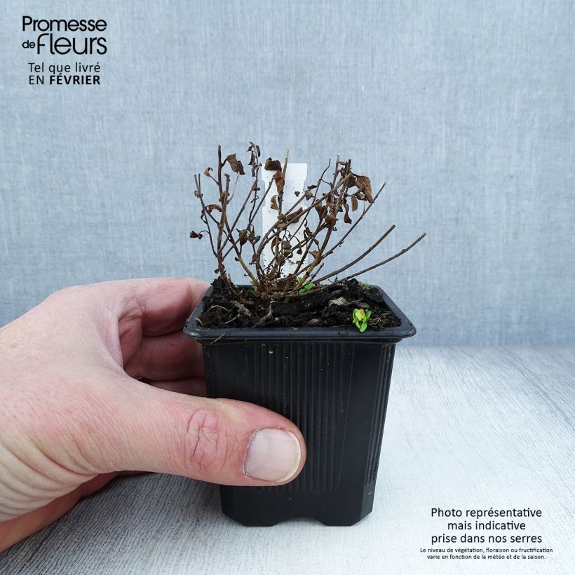 Spécimen de Convolvulus sabatius - Liseron de Mauritanie Godet de 8/9 cm tel que livré en hiver