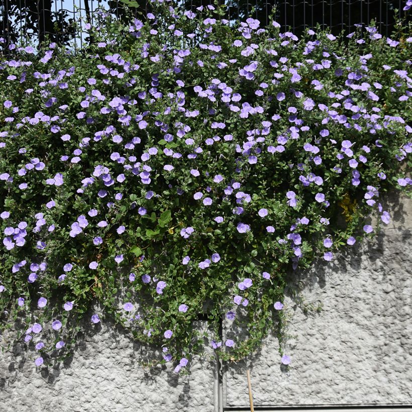 Convolvulus sabatius - Liseron de Mauritanie (Port)