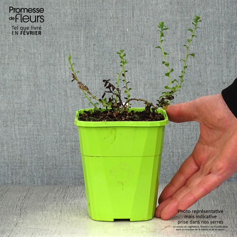 Spécimen de Convolvulus sabatius Moroccan Beauty Pot de 1L/1,5L tel que livré en hiver