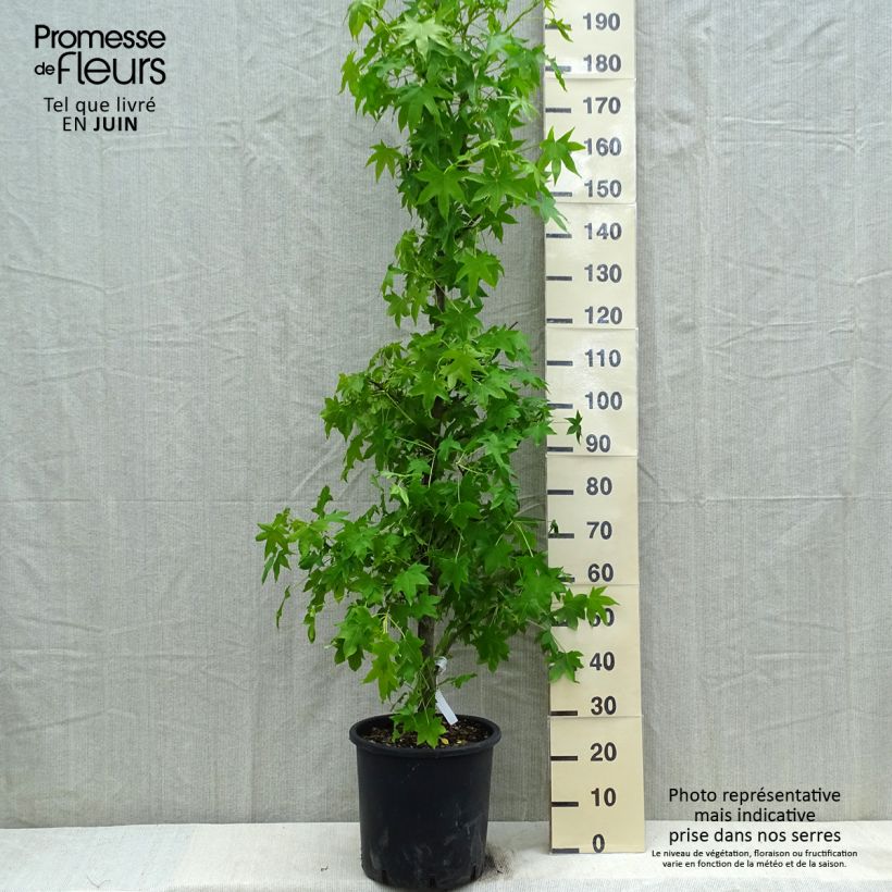 Spécimen de Copalme d'Amérique - Liquidambar styracyflua Stella Pot de 12L/15L tel que livré au printemps