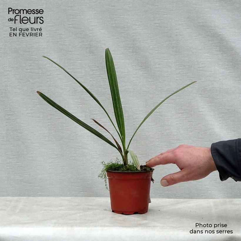 Spécimen de Copernicia alba - Palmier d'Argentine, Caranday Pot de 12 cm / 13 cm tel que livré en hiver