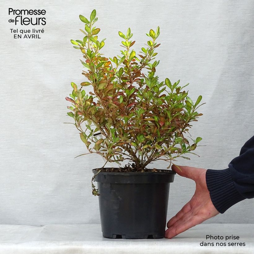 Spécimen de Coprosma Evening Glow Pot de 2L/3L tel que livré au printemps