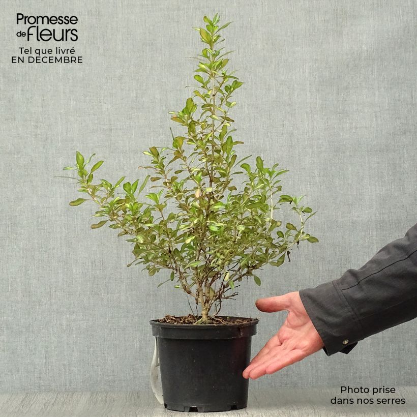 Spécimen de Coprosma Evening Glow Pot de 2L/3L tel que livré en hiver