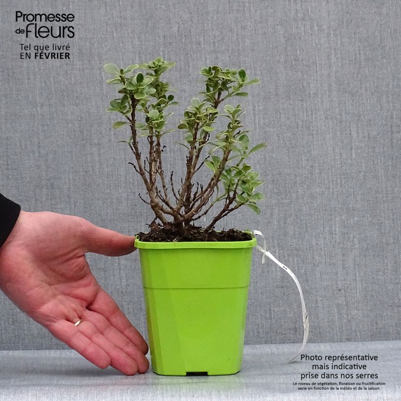 Spécimen de Coprosma Mini Mac - Plante miroir Pot de 1L/1,5L tel que livré en hiver