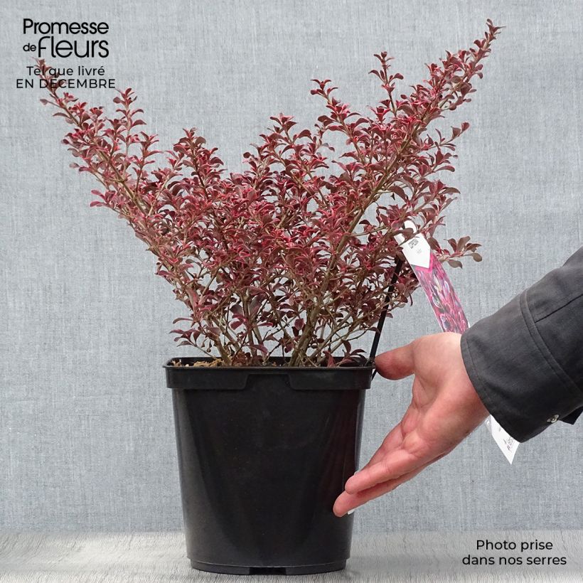 Spécimen de Coprosma (x) repens Fire Burst Pot de 3L/4L tel que livré en hiver