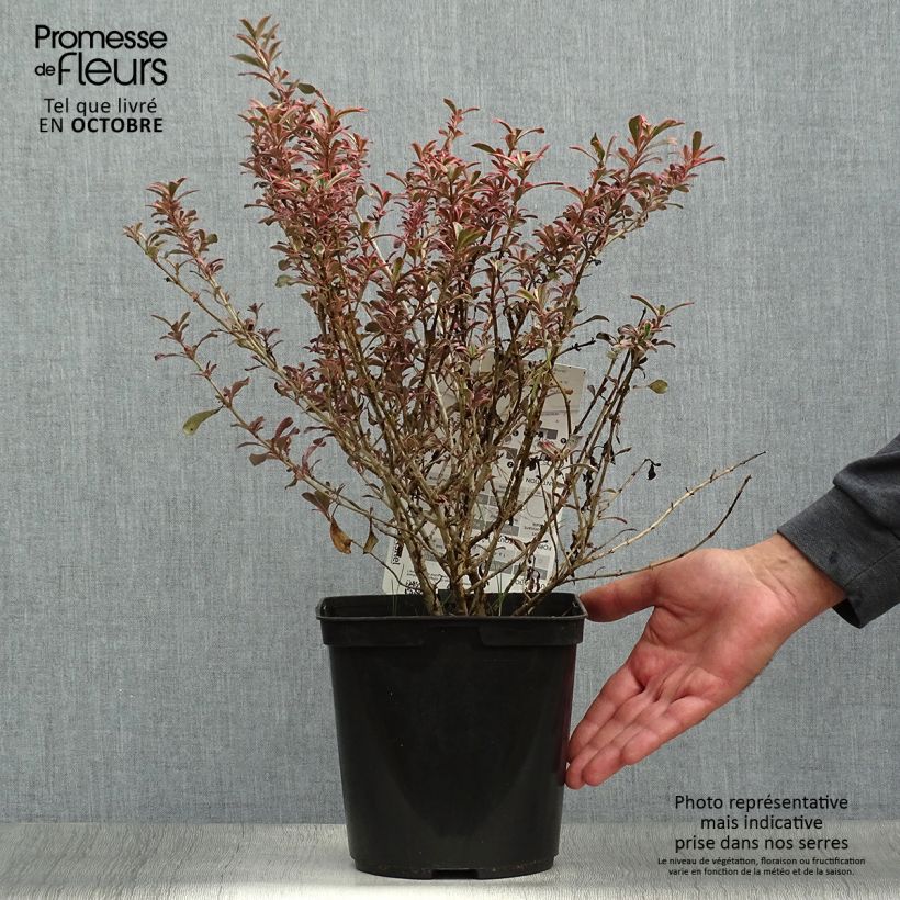Spécimen de Coprosma (x) repens Fire Burst Pot de 3L/4L tel que livré en automne