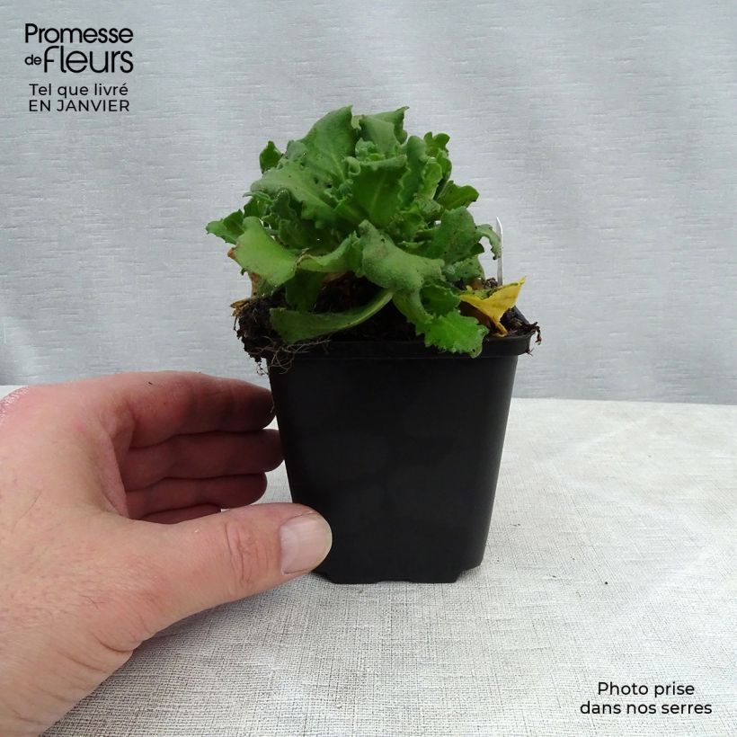 Spécimen de Corbeille d Argent, Arabis Caucasica Bakkely Godet de 8/9 cm tel que livré en hiver