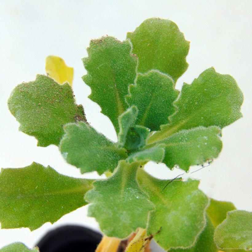 Corbeille d Argent, Arabis Caucasica Bakkely (Feuillage)