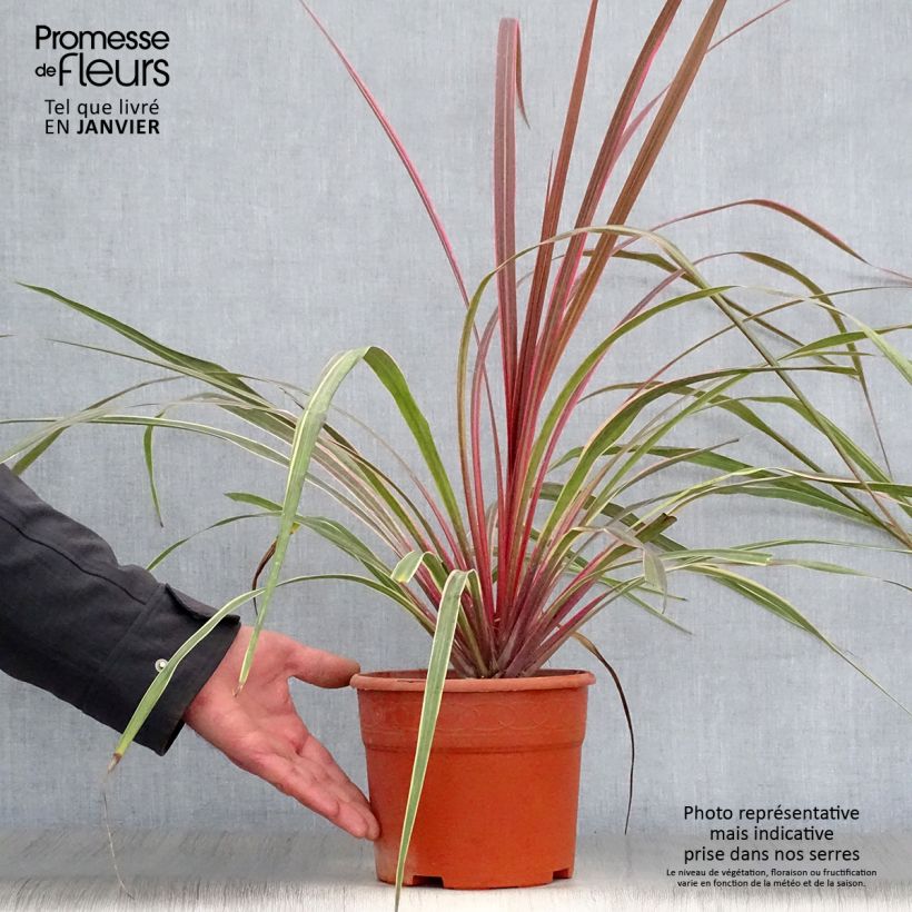 Spécimen de Cordyline Can Can Pot de 2L/3L tel que livré en hiver
