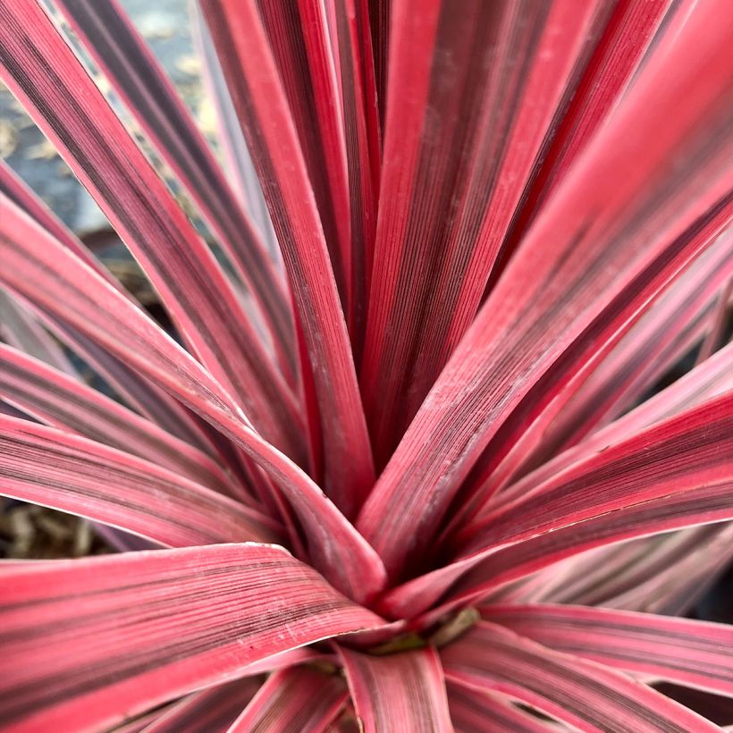 Cordyline Charlie boy® (Feuillage)