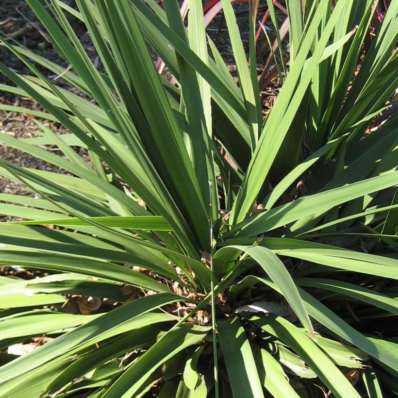 Cordyline Ti Tawhiti (Feuillage)