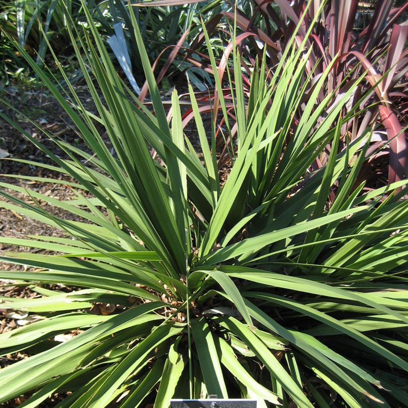 Cordyline Ti Tawhiti (Port)