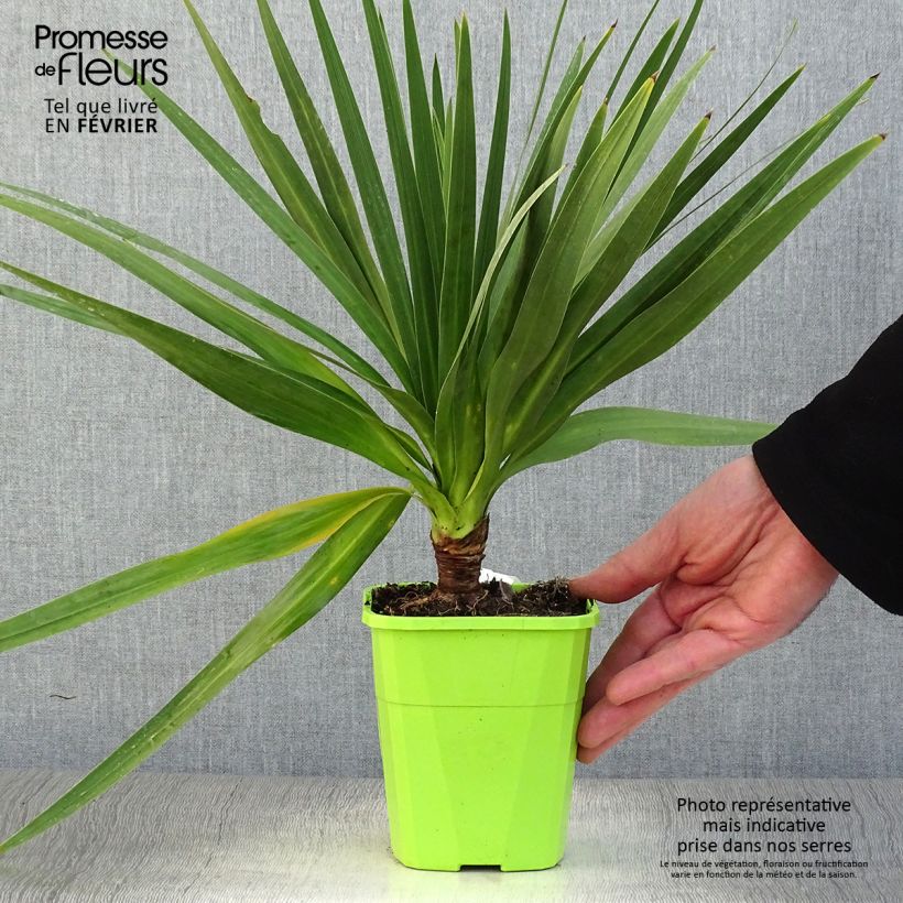 Spécimen de Cordyline Ti Tawhiti Pot de 1L/1,5L tel que livré en hiver