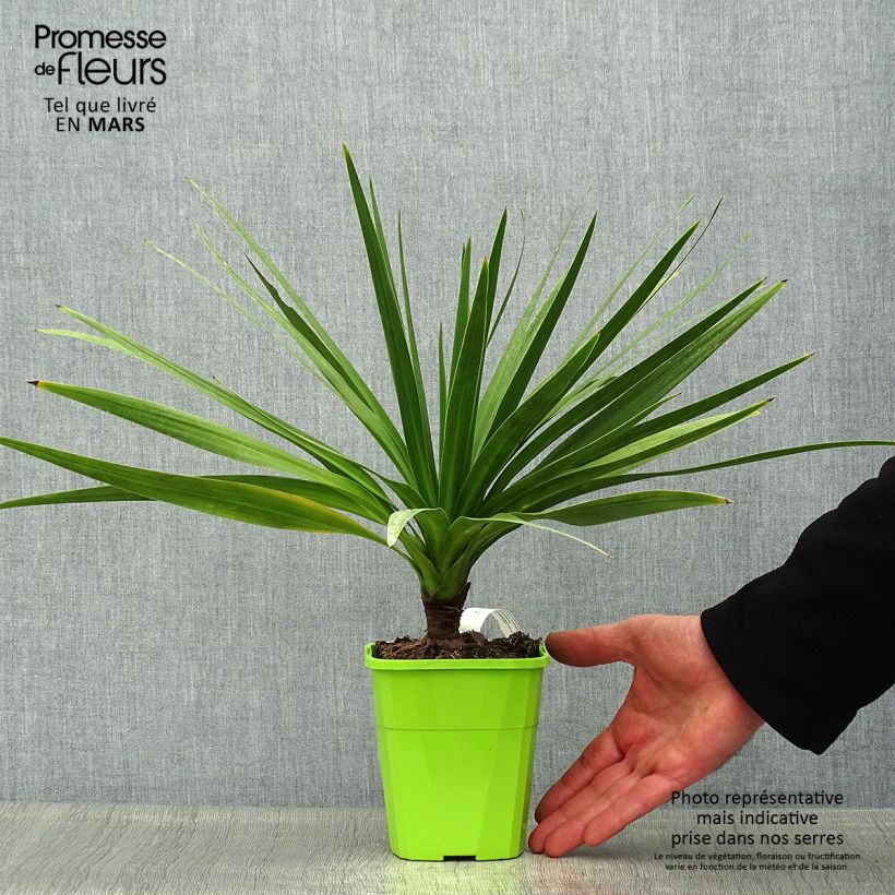Spécimen de Cordyline Ti Tawhiti Pot de 1L/1,5L tel que livré au printemps