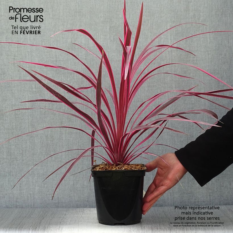 Spécimen de Cordyline australis Cherry Sensation Pot de 2L/3L tel que livré en automne