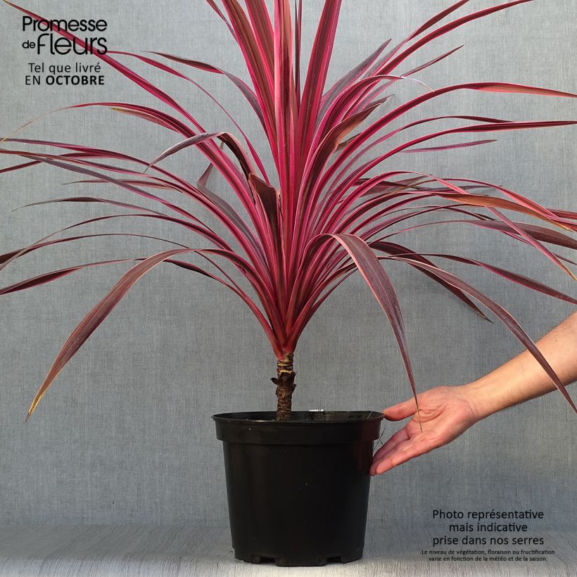 Spécimen de Cordyline australis Cherry Sensation Pot de 6L/7L tel que livré en automne