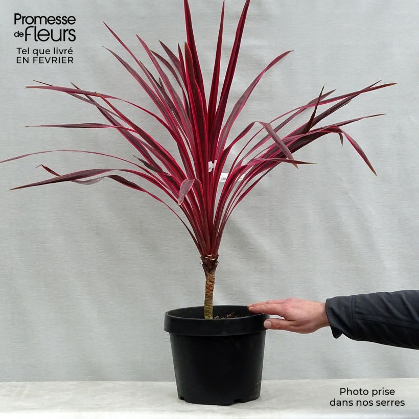 Spécimen de Cordyline australis Cherry Sensation Pot de 6L/7L tel que livré en hiver