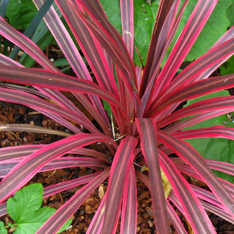 Cordyline australis Cherry Sensation (Feuillage)