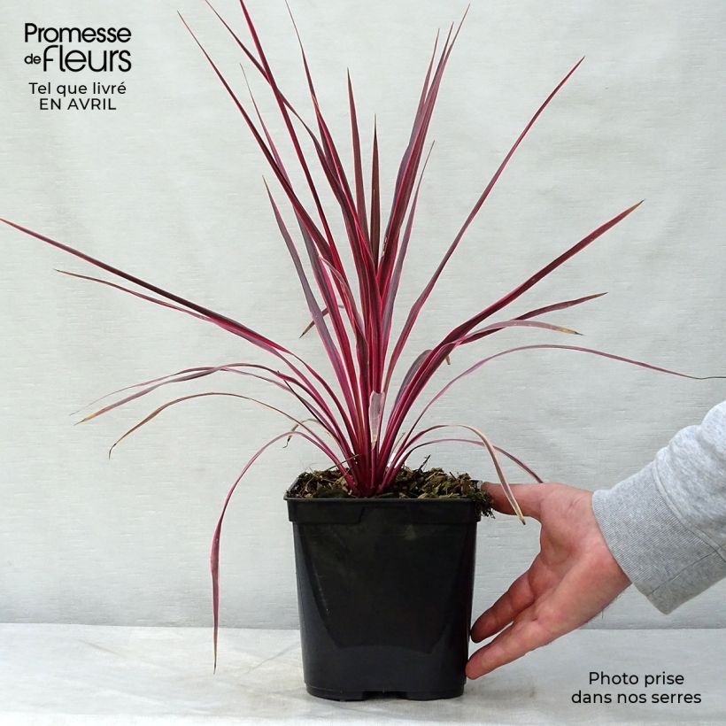 Cordyline australis Cherry Sensation - Cordiline Vaso da 2L/3L esemplare consegnato in primavera