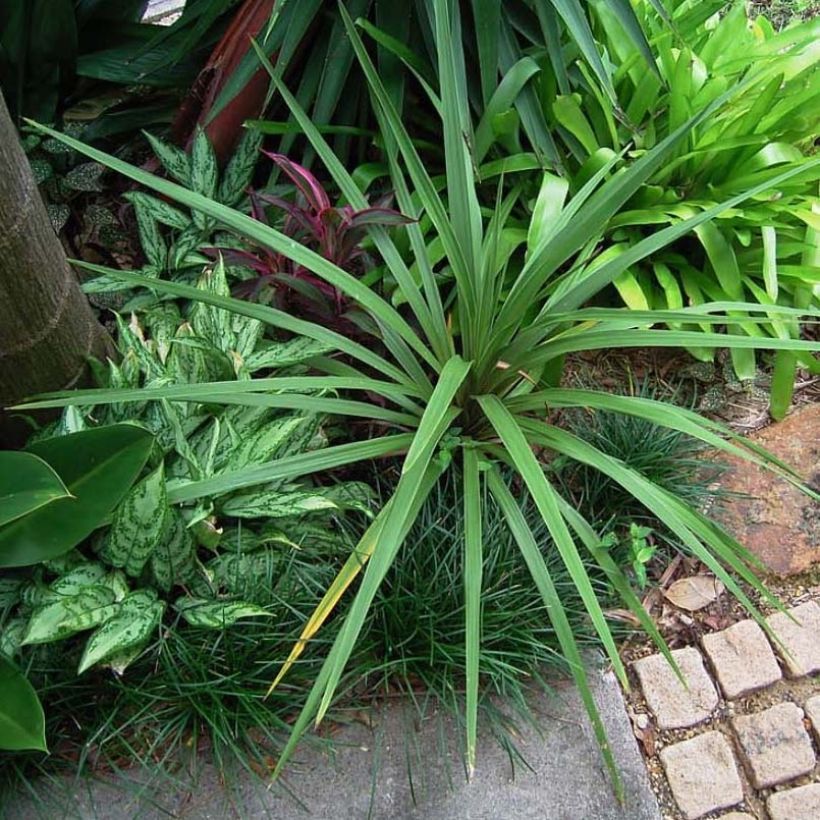 Cordyline australis Peko (Feuillage)