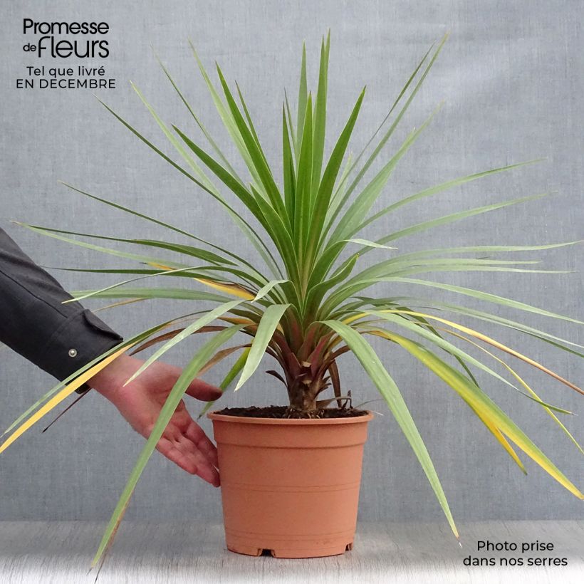 Spécimen de Cordyline australis Peko Pot de 3L/4L tel que livré en hiver