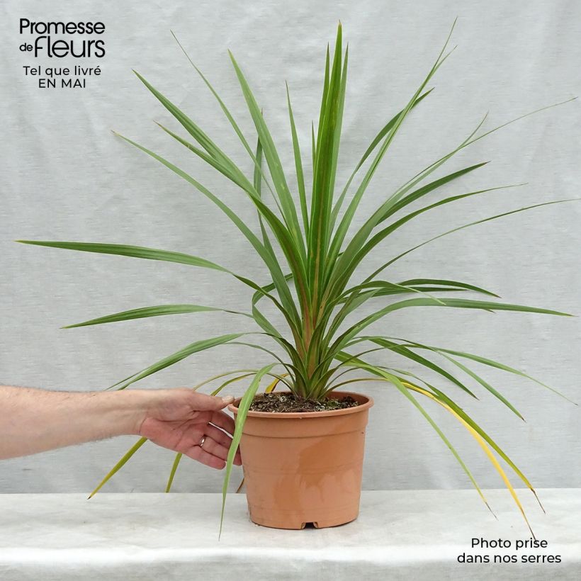 Cordyline australis Peko - Cabbage Tree 3L/4L pot sample as delivered in spring