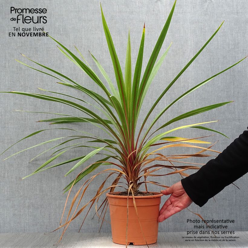 Spécimen de Cordyline australis Peko Pot de 3L/4L tel que livré en automne