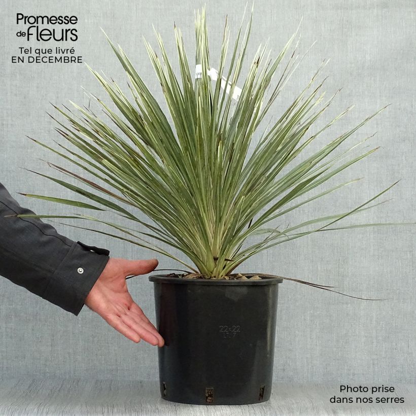 Spécimen de Cordyline australis Pink Champagne Pot de 3L/4L tel que livré en hiver