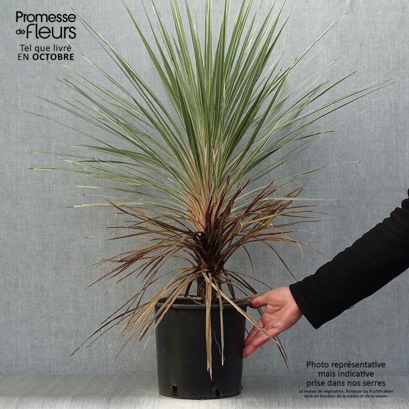 Spécimen de Cordyline australis Pink Champagne Pot de 3L/4L tel que livré en automne