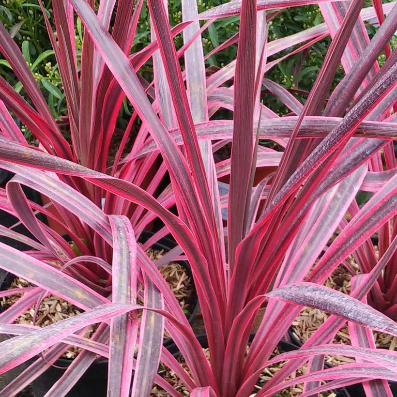 Cordyline australis Pink passion (Feuillage)