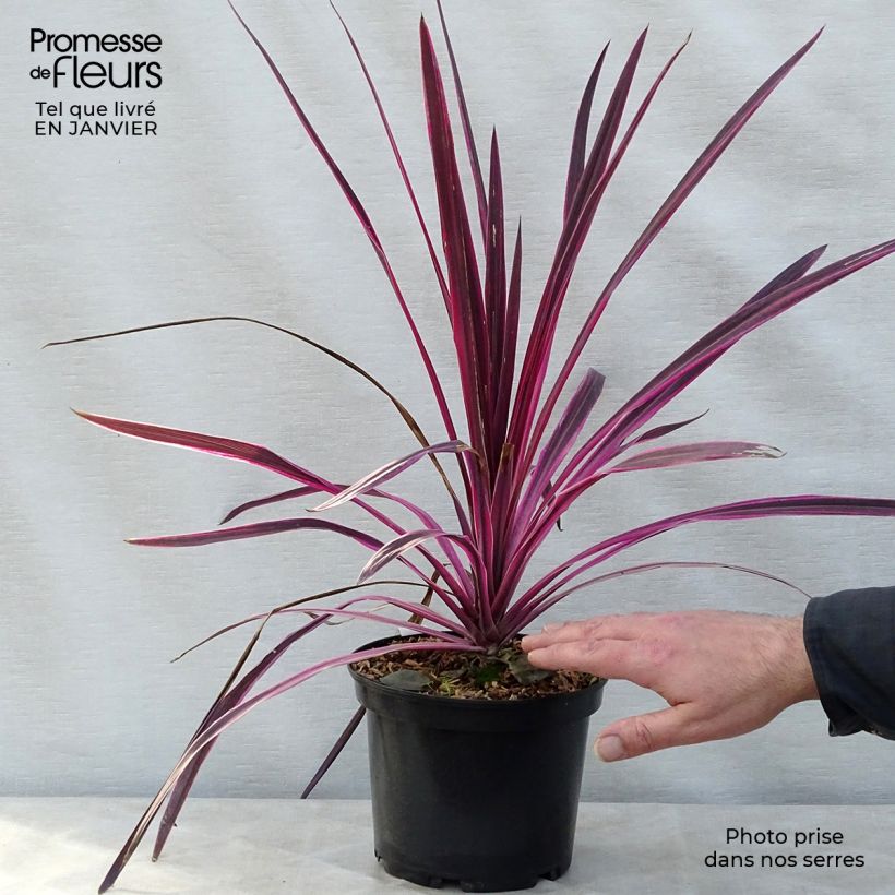 Spécimen de Cordyline australis Pink passion Pot de 2L/3L tel que livré en hiver