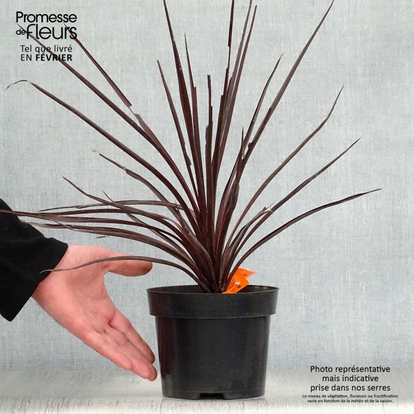 Spécimen de Cordyline australis Red Star Pot de 2L/3L tel que livré en hiver