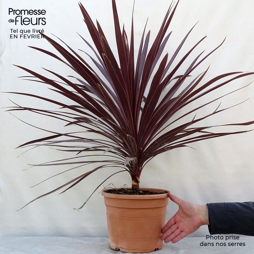 Spécimen de Cordyline australis Red Star Pot de 7,5L/10L tel que livré en hiver