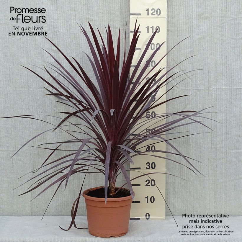 Spécimen de Cordyline australis Red Star Pot de 7,5L/10L tel que livré en automne