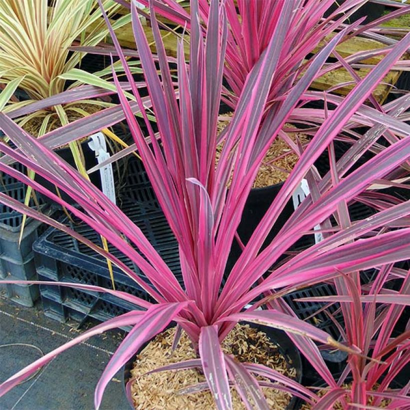 Cordyline australis Southern Splendour (Port)