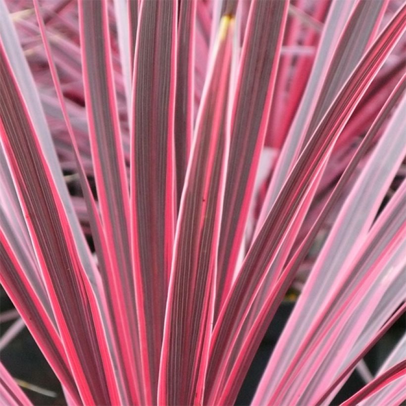Cordyline australis Sunrise (Feuillage)