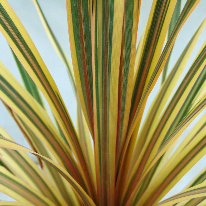 Cordyline australis Torbay Dazzler (Feuillage)