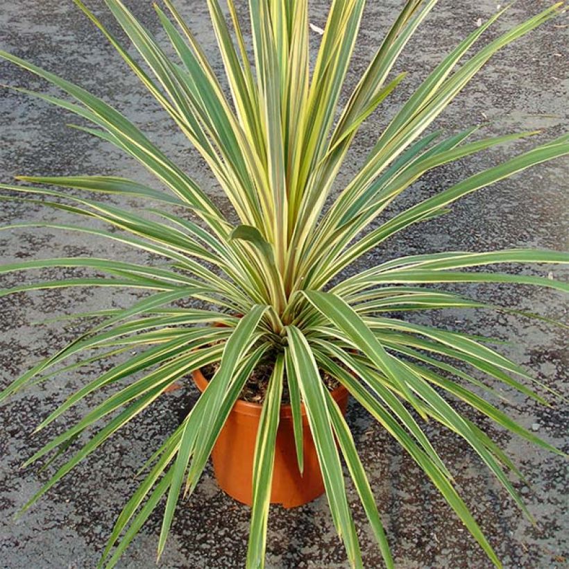 Cordyline australis Torbay Dazzler (Port)
