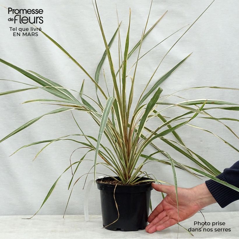 Spécimen de Cordyline australis Torbay Dazzler Pot de 2L/3L tel que livré au printemps