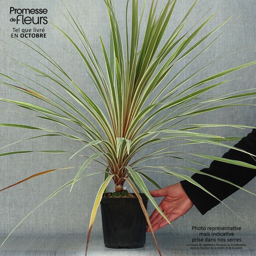 Spécimen de Cordyline australis Torbay Dazzler Pot de 2L/3L tel que livré en automne