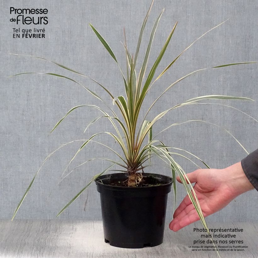 Spécimen de Cordyline australis Torbay Dazzler Pot de 2L/3L tel que livré en hiver