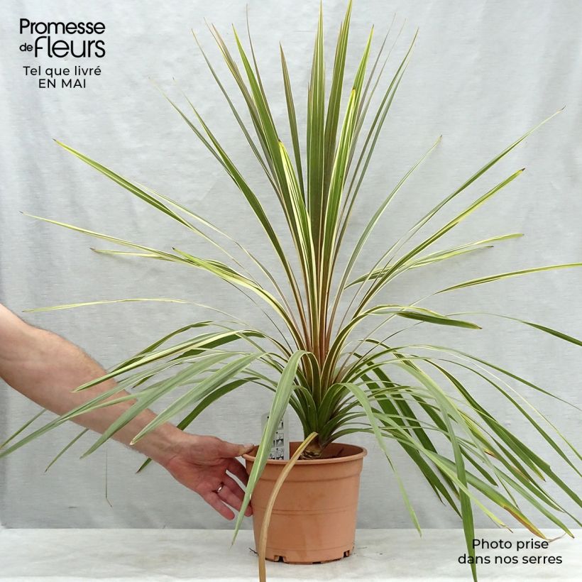 Spécimen de Cordyline australis Torbay Dazzler Pot de 4L/5L tel que livré au printemps