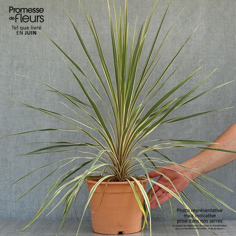 Spécimen de Cordyline australis Torbay Dazzler Pot de 4L/5L tel que livré en été