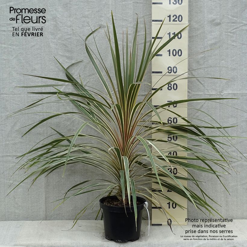 Spécimen de Cordyline australis Torbay Dazzler Pot de 4L/5L tel que livré en hiver