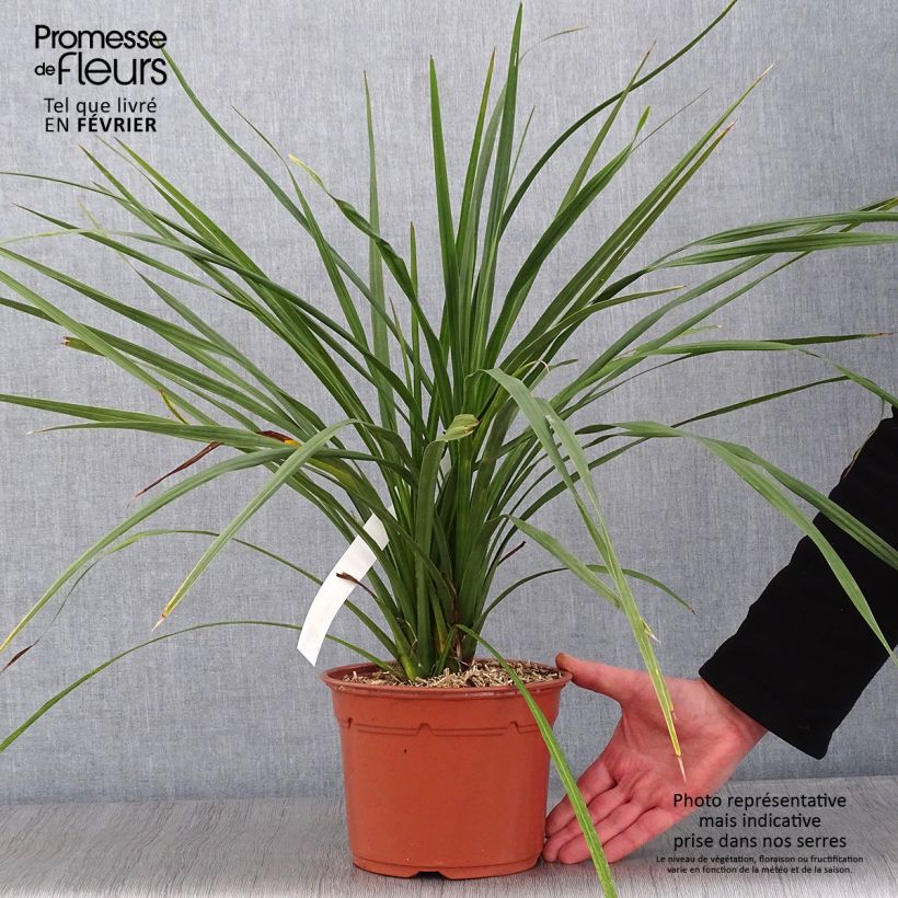 Spécimen de Cordyline australis Pot de 3L/4L tel que livré en hiver