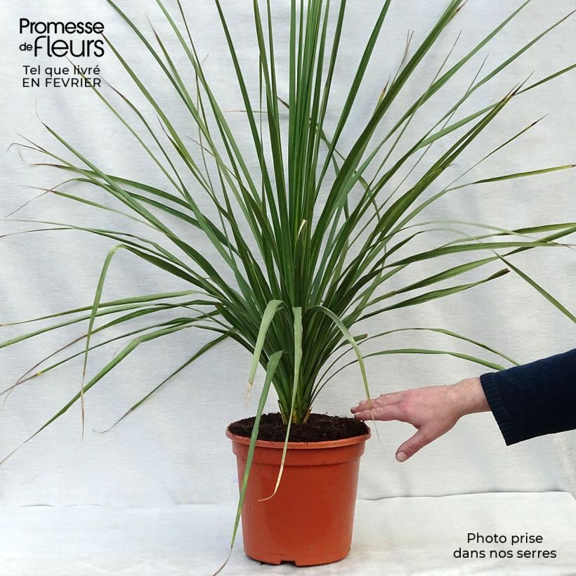 Spécimen de Cordyline australis Pot de 6L/7L tel que livré en hiver