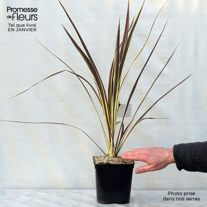 Spécimen de Cordyline banksii Electric Flash - Cordyline Pot de 3L/4L tel que livré en hiver