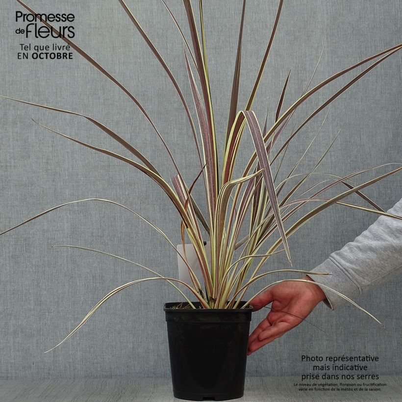 Spécimen de Cordyline banksii Electric Flash - Cordyline Pot de 3L/4L tel que livré en automne