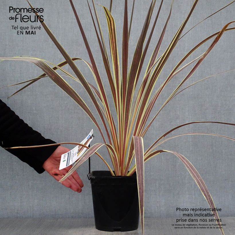 Spécimen de Cordyline banksii Electric Flash - Cordyline Pot de 3L/4L tel que livré au printemps