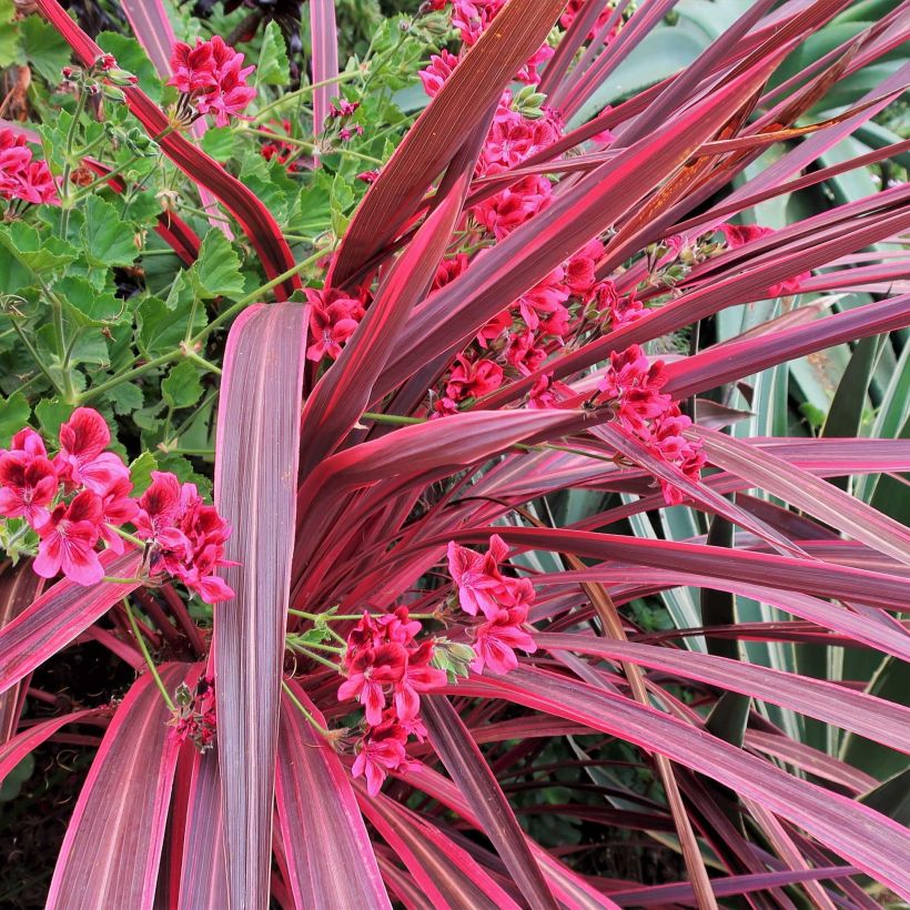 Cordyline banksii Electric Pink (Folhagem)